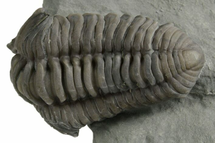Prone Flexicalymene Trilobite - Mt Orab, Ohio #347317